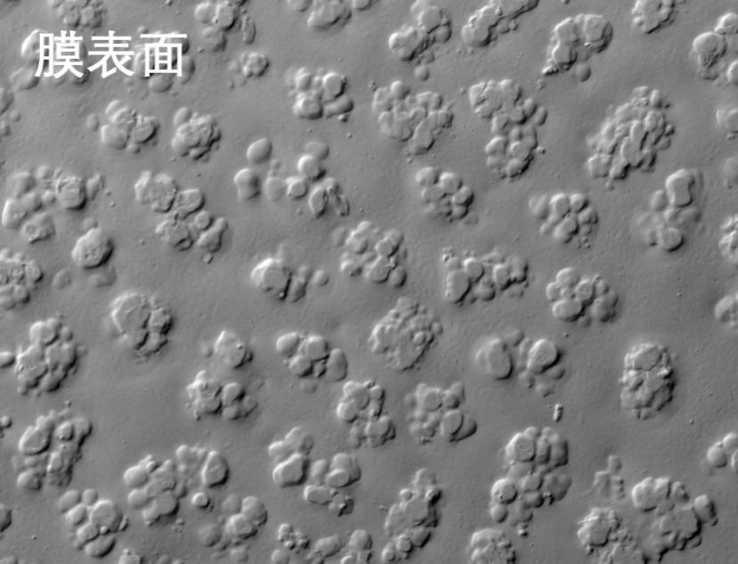国产麻豆电影在线观看烧结管式膜电镜照片